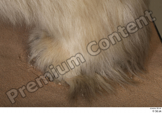 Polar bear foot 0009.jpg